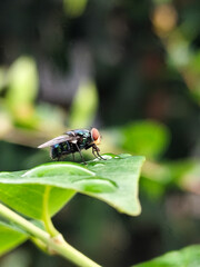 Flies with red eyes and thin wings perched on fresh green leaves after rain, with natural blur...