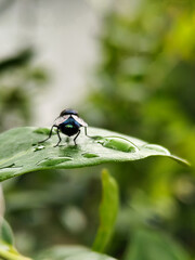 Flies with red eyes and thin wings perched on fresh green leaves after rain, with natural blur background. This type is often seen flying in kitchens, cages, trash cans, etc.