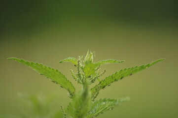 Fototapeta premium Green aphids on flowering nettle.