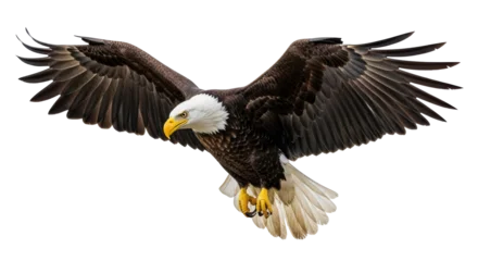 Gardinen Adler Isolated Bald Eagle  © Maria