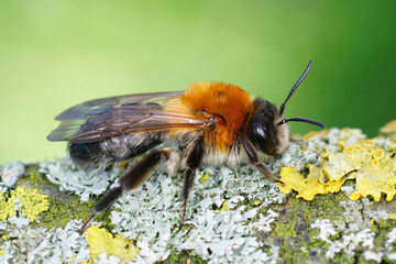 Closeup on a colorful female Grey-patched mining bee , Andrena nitida on a lichen covered branch