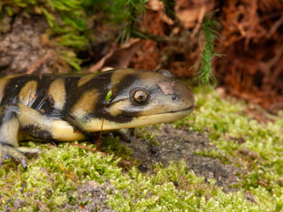 Tiger salamander resting on moss, captured in a close-up profile shot in its natural environment, showcasing its unique markings.