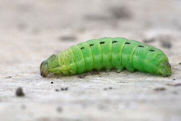 Closeup on the bright green caterpillar of the Large Yellow Underwing owlet moth, Noctua pronuba