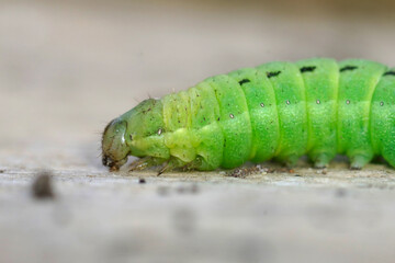 Closeup on the bright green caterpillar of the Large Yellow Underwing owlet moth, Noctua pronuba