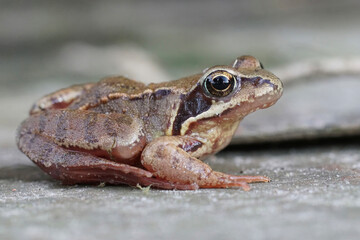 Brown frog sitting on gray surface, featuring detailed eye, mottled skin, and relaxed posture in a natural setting.