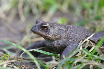 Close up of a male European common toad , Bufo bufo in the garden
