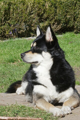 Black and white Husky crossbred dog lies alert on a patio on a sunny day in front of green bushes and grass, enjoying