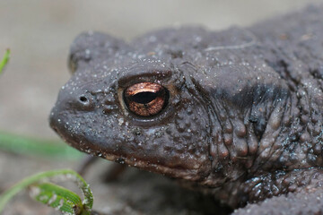 Detailed view of a brown amphibian with a textured skin and golden eye, showcasing its unique and rugged appearance in nature.