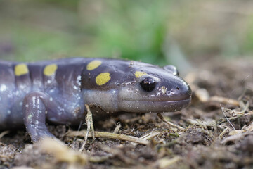 Closeup on a North-American spotted salamander, Ambystoma maculatum