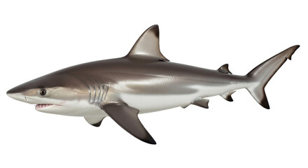 Isolated Shark
