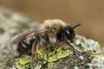 Closeup of the female of the endangered dawn mining bee , Andrena nycthemera on a piece of wood