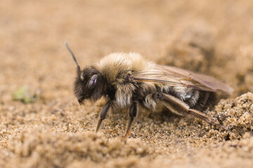 Closeup of the female of the endangered dawn mining bee , Andrena nycthemera on a piece of wood