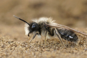 Closeup of the male of the endangered dawn mining bee , Andrena nycthemera on the ground