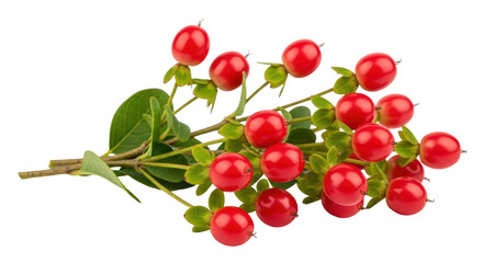 Isolated Hypericum Berries