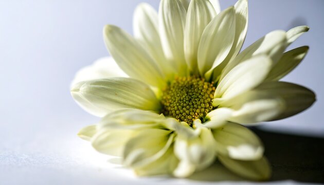 Close-up of a single white flower (1) - Powered by Adobe