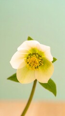Fototapeta premium Close-up of a single white flower