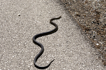 Black Snake Crossing the Road