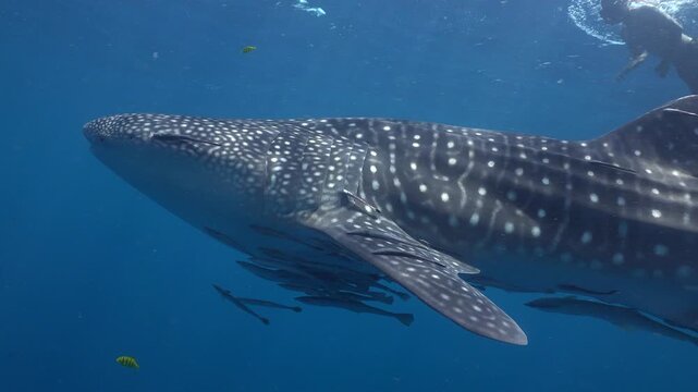 Whale shark (Rhincodon typus) swims close to the surface with its left side facing the camera. A snorkeler watches the shark underwater as it turns.
