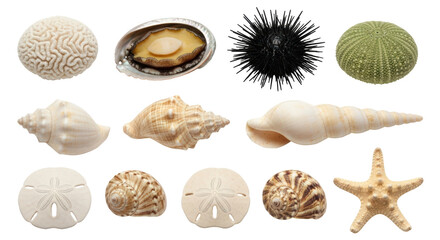 Isolated Seashells and Starfish Collection