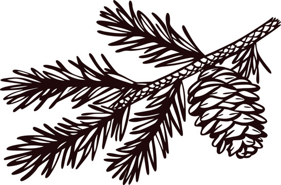 hand drawn evergreen pine branch with cone isolated on white background line art illustration