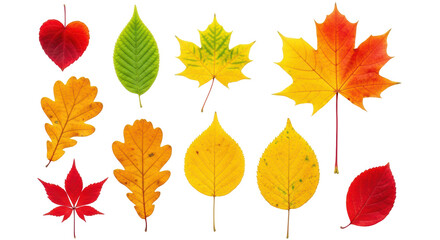 Obraz premium Isolated Assorted Autumn Leaves