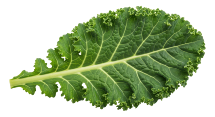 Isolated Kale Leaf