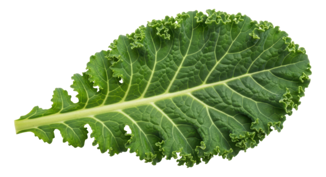 Isolated Kale Leaf