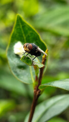 Flies with red eyes and thin wings perched on fresh green leaves after rain, with natural blur background. This type is often seen flying in kitchens, cages, trash cans, etc.