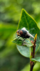 Flies with red eyes and thin wings perched on fresh green leaves after rain, with natural blur...