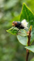 Flies with red eyes and thin wings perched on fresh green leaves after rain, with natural blur background. This type is often seen flying in kitchens, cages, trash cans, etc.