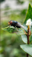 Flies with red eyes and thin wings perched on fresh green leaves after rain, with natural blur background. This type is often seen flying in kitchens, cages, trash cans, etc.