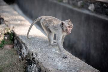 A curious long-tailed macaque (Macaca fascicularis) walks along a stone ledge in a natural park setting. Wildlife photography from Bali, Indonesia.
