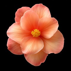 Naklejka premium A single pink begonia flower, boasting delicate curvy edges and intricate petal details, set against a black background, embodies elegance and tranquility