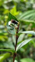 Flies with red eyes and thin wings perched on fresh green leaves after rain, with natural blur background. This type is often seen flying in kitchens, cages, trash cans, etc.