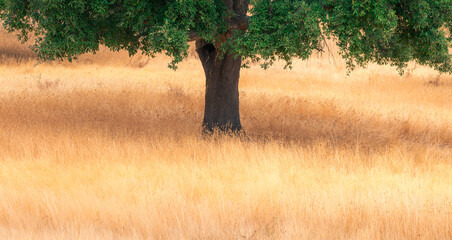 sombra debaiso de sobreiro
