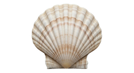 Isolated Scallop Sea Shell