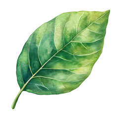 green leaf isolated with no background