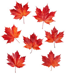Fototapeta premium Collection of red maple leaves on a white background, autumn maple leaves with red and yellow gradients, PNG