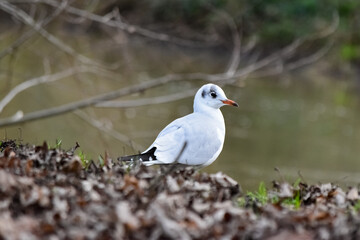 black headed gull