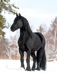 Obraz premium Black horse in snowy landscape