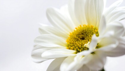 Close-up of a white flower (1)