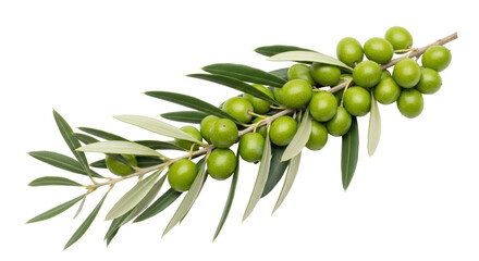 Isolated Olive Branch