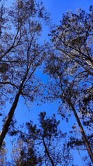 pine forest sky view, raw image