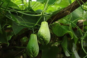 chayote fruit  on the vine