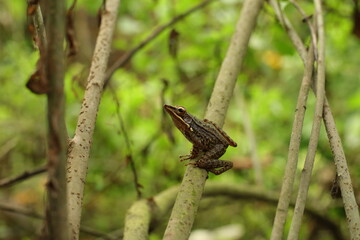 Hylarana Erythraea Frog on a Tree Trunk