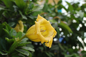 Golden Chalice Flower On a Green Background