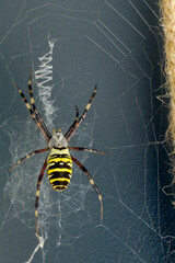 Close-up of a wasp spider (Argiope bruennichi) sitting in its web, showing yellow and black striped abdomen with detailed legs and silk structure.