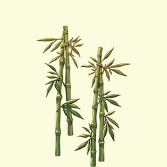 Green bamboo plant branch with leaves on a white background, vector illustration