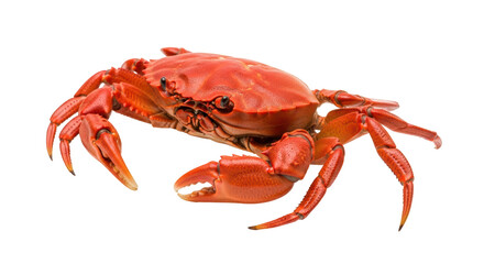 Isolated Crab