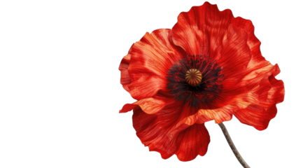Close-up of a vibrant red poppy (1)